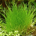 小莎草-缩略图-1