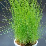 小莎草-缩略图-2