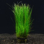 小莎草-缩略图-3