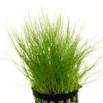 小莎草-缩略图-4