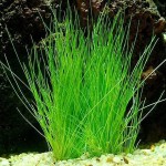 小莎草-缩略图-5