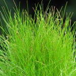 小莎草-缩略图-6