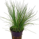 小莎草-缩略图-7