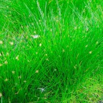 小莎草-缩略图-8