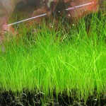 小莎草-缩略图-9