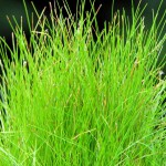 小莎草-缩略图-10