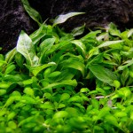 马蹄沟繁缕-缩略图-1