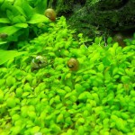 马蹄沟繁缕-缩略图-2