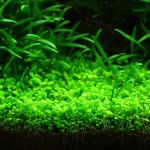 马蹄沟繁缕-缩略图-3