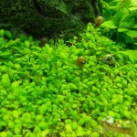 马蹄沟繁缕-缩略图-4