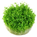 马蹄沟繁缕-缩略图-5