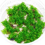 马蹄沟繁缕-缩略图-6