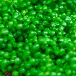 马蹄沟繁缕-缩略图-7