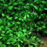 马蹄沟繁缕-缩略图-8