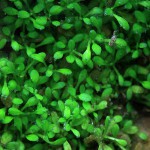 马蹄沟繁缕-缩略图-9