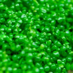 马蹄沟繁缕-缩略图-10