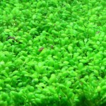 马蹄沟繁缕-缩略图-11