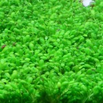 马蹄沟繁缕-缩略图-12