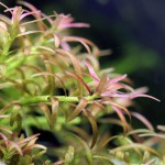 红头趴趴熊-缩略图-1