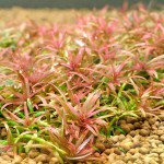 红头趴趴熊-缩略图-3