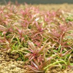 红头趴趴熊-缩略图-4