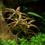 红头趴趴熊-缩略图-6