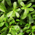 南美水马齿-缩略图-1