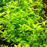 南美水马齿-缩略图-2