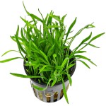 南美草皮-缩略图-1