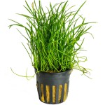 南美草皮-缩略图-2