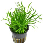 南美草皮-缩略图-3