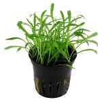 南美草皮-缩略图-4