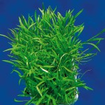 南美草皮-缩略图-5