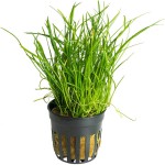 南美草皮-缩略图-6