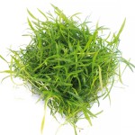 南美草皮-缩略图-7