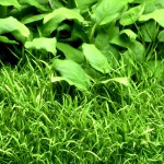 南美草皮-缩略图-8