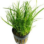 南美草皮-缩略图-9