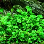 狭叶田字草-缩略图-2