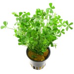 狭叶田字草-缩略图-3