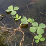 印度田字草-缩略图-1