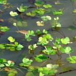 印度田字草-缩略图-2