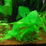 绿睡莲-缩略图-2