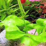 绿睡莲-缩略图-3
