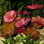 红虎斑睡莲-缩略图-1