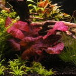 红虎斑睡莲-缩略图-2