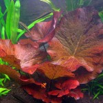 红虎斑睡莲-缩略图-3