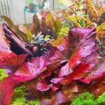 红虎斑睡莲-缩略图-4