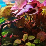 红虎斑睡莲-缩略图-5