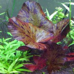 红虎斑睡莲-缩略图-6