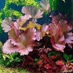 红虎斑睡莲-缩略图-7